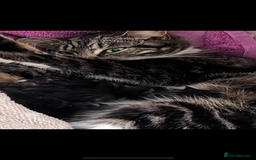 Mixed Breed cats for sale: Kittens for sale - Image 5