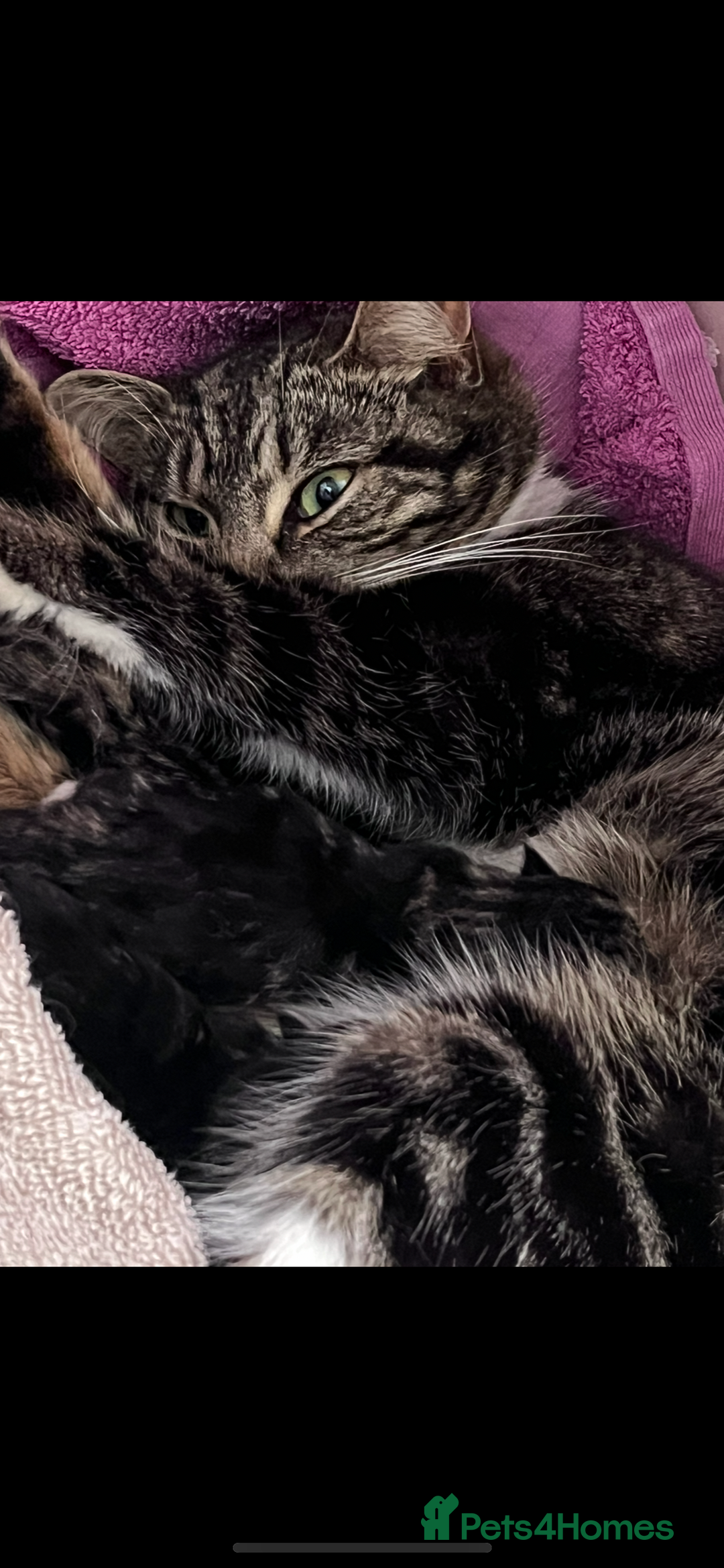 Mixed Breed cats for sale: Kittens for sale - Image 5