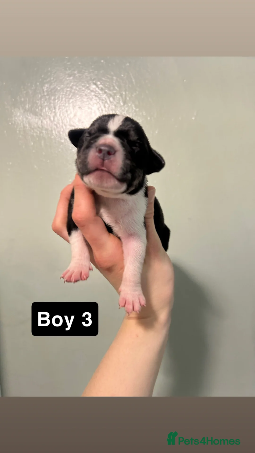 Staffordshire Bull Terrier dogs for sale: Staffordshire bull terrier puppies  - Advert 18