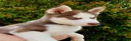 Siberian Husky dogs for sale: Beautiful Purebred Red Siberian Husky Girls - Advert 7
