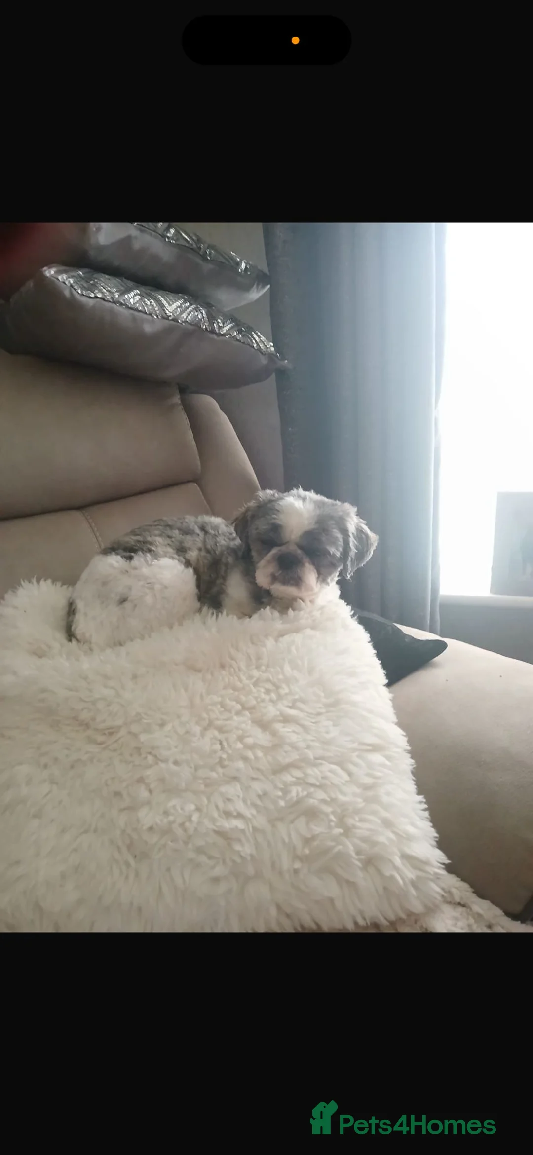 Shih Tzu dogs for sale: 2 beautuful shih  tzu boy puppys - Advert 1