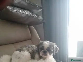 Shih Tzu dogs 2 beautufullvshih tzu boy puppys - Advert 1