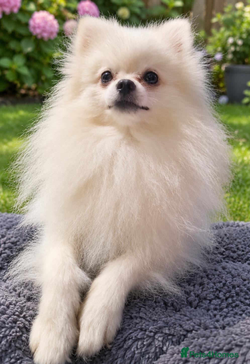 Pomeranian dogs for stud: White russian line kc reg pom  - Advert 21
