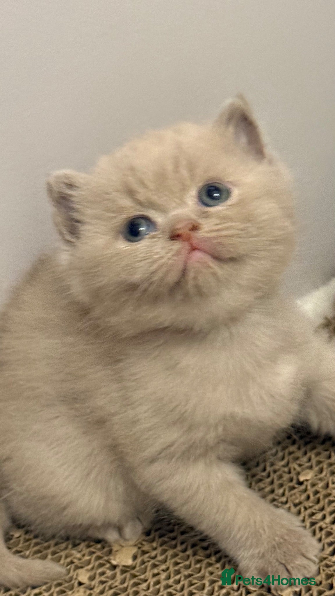 British Shorthair cats Cinnamon -white BSH  - Advert 2