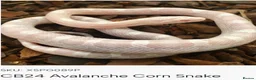Corn Snake reptiles for sale: Avalanche cornsnake  in Ferryhill - Advert 2
