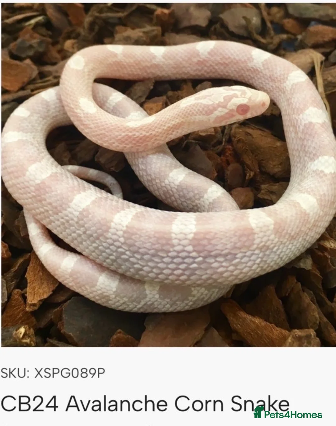 Corn Snake reptiles for sale: Avalanche cornsnake  in Ferryhill - Advert 2