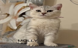 British Shorthair cats for sale: Pedigree|Champion Lines|GCCF Registered| - Image 17
