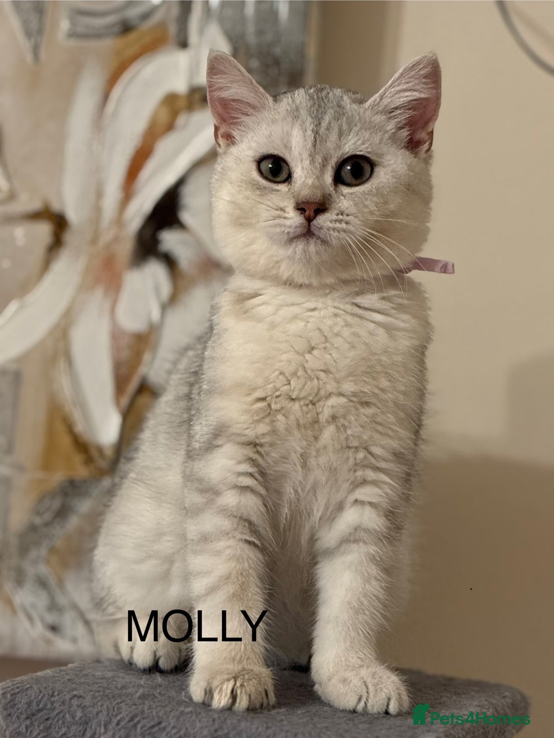 British Shorthair cats for sale: Pedigree|Champion Lines|GCCF Registered| - Image 17