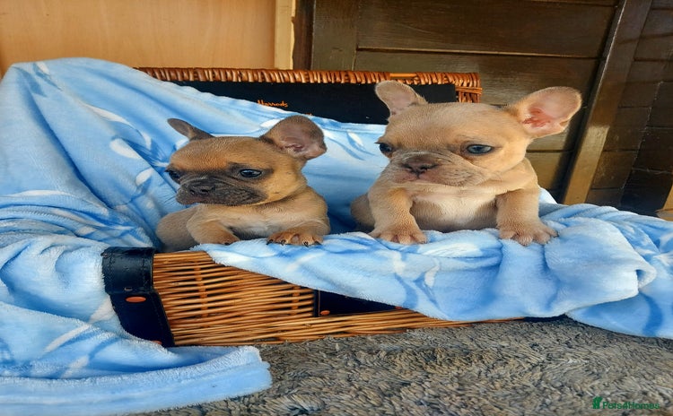 French Bulldog dogs - Advert 3
