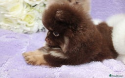 Pomeranian dogs for sale: PARTI MERLE QUALITY KC POMERANIANS - Image 12
