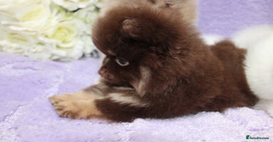 Pomeranian dogs - Advert 11