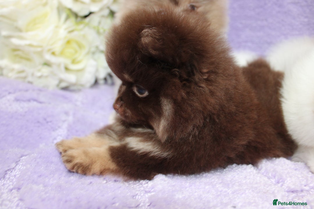 Pomeranian dogs for sale: PARTI MERLE QUALITY KC POMERANIANS - Image 12
