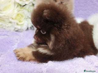 Pomeranian dogs - Advert 6