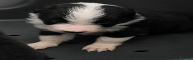 Border Collie 4