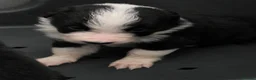 Border Collie dogs for sale: ​Border Collie Pups: Rare Slate Merle & B/W - Advert 9