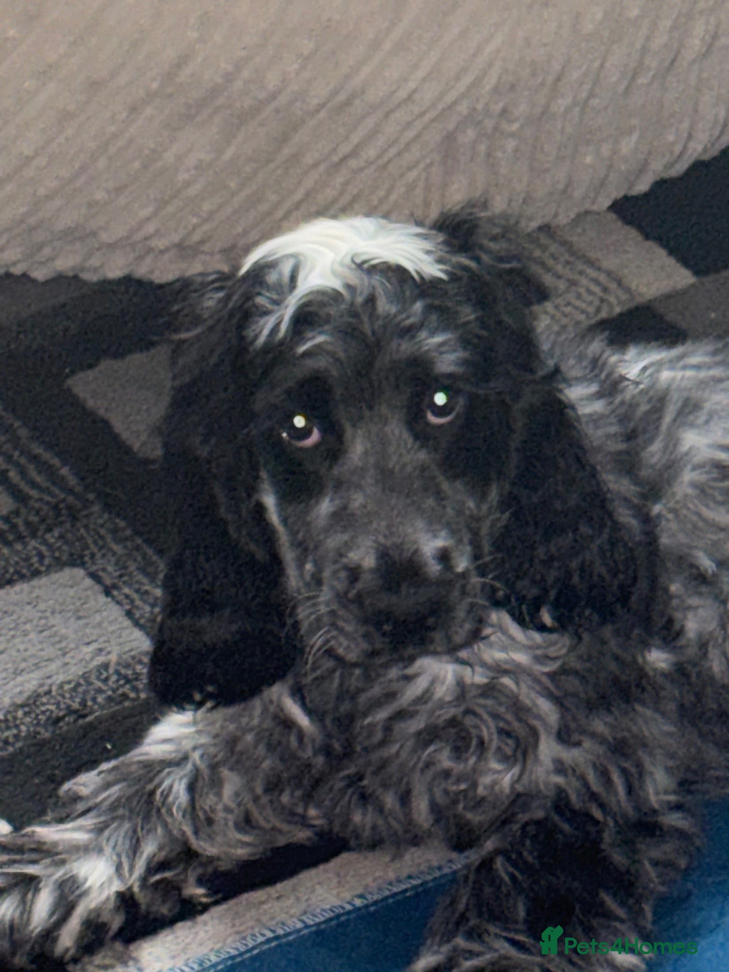 Cocker Spaniel dogs Beautiful Blue roan show cocker spaniel  - Advert 9