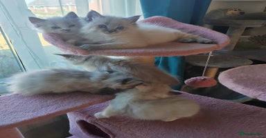 Ragdoll cats - Advert 5