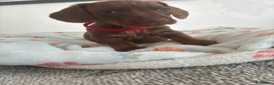 Dachshund Puppy 2