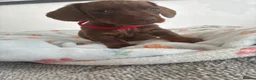 Dachshund dogs for sale: 5 stunning miniature dachshund puppies - Advert 5