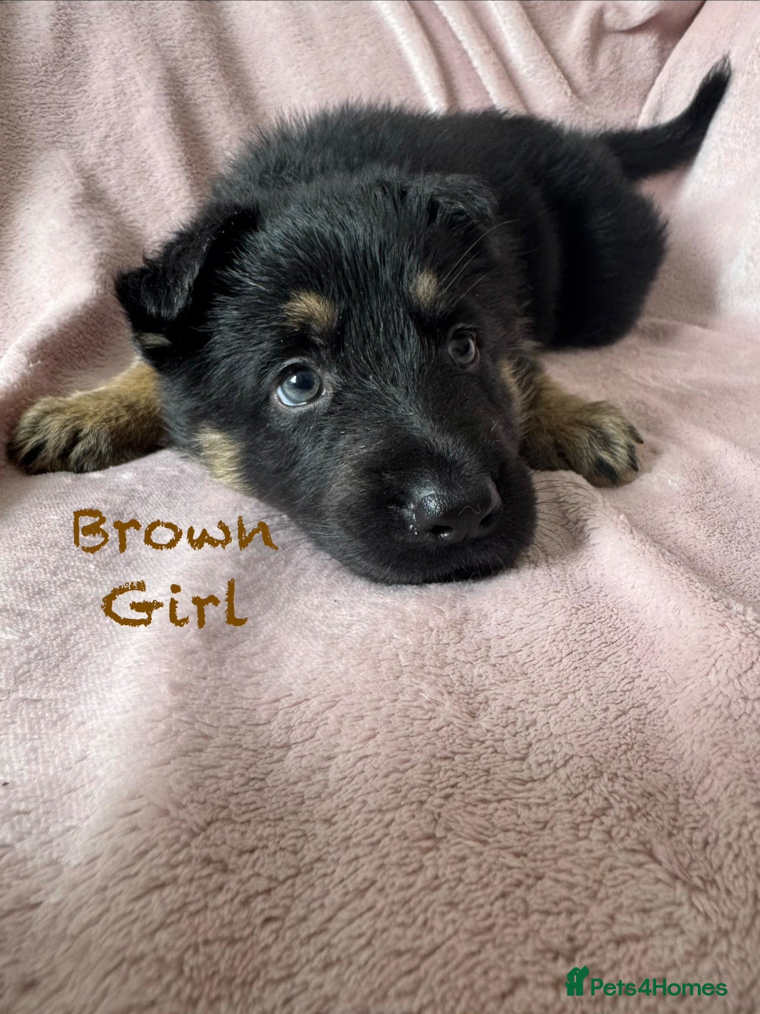 German Shepherd dogs Stunning Family Raised German Shepherd Puppies - Advert 14