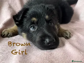 German Shepherd dogs Stunning Family Raised German Shepherd Puppies - Advert 14