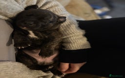 Mixed Breed dogs for sale: Staffordshire cross puppies  - Image 12