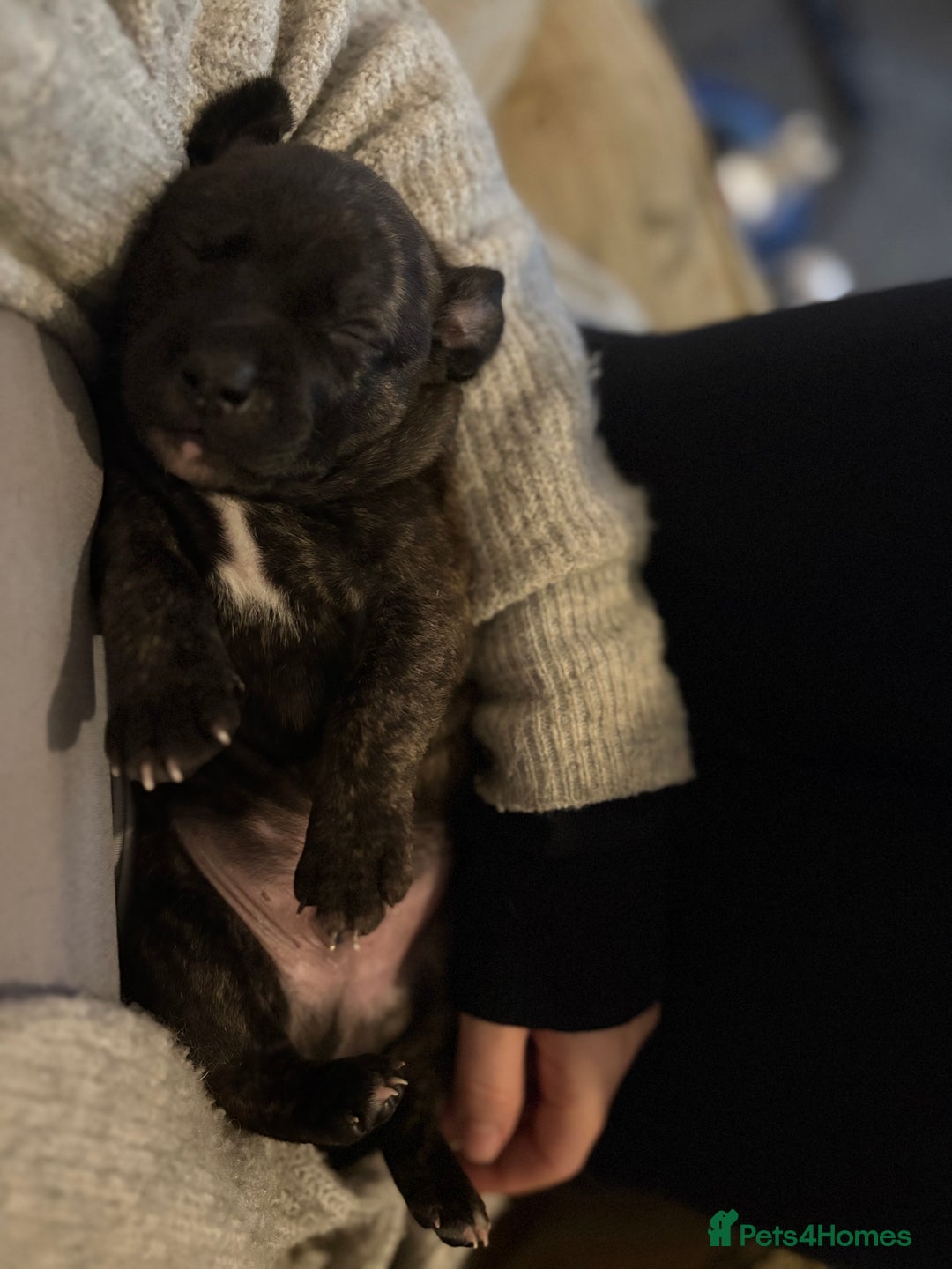 Mixed Breed dogs for sale: Staffordshire cross puppies  - Image 12