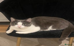 Russian Blue cats for sale: 2 year old Russian Blue Mix - Male - Image 1