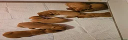 Labrador Retriever dogs for sale: KC REG BEAUTIFUL CHUNKY FOX RED LABRADOR PUPPIES in Wisbech - Advert 14