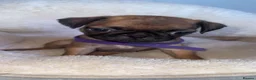 Frug dogs for sale: Frug puppies for sale  - Advert 3