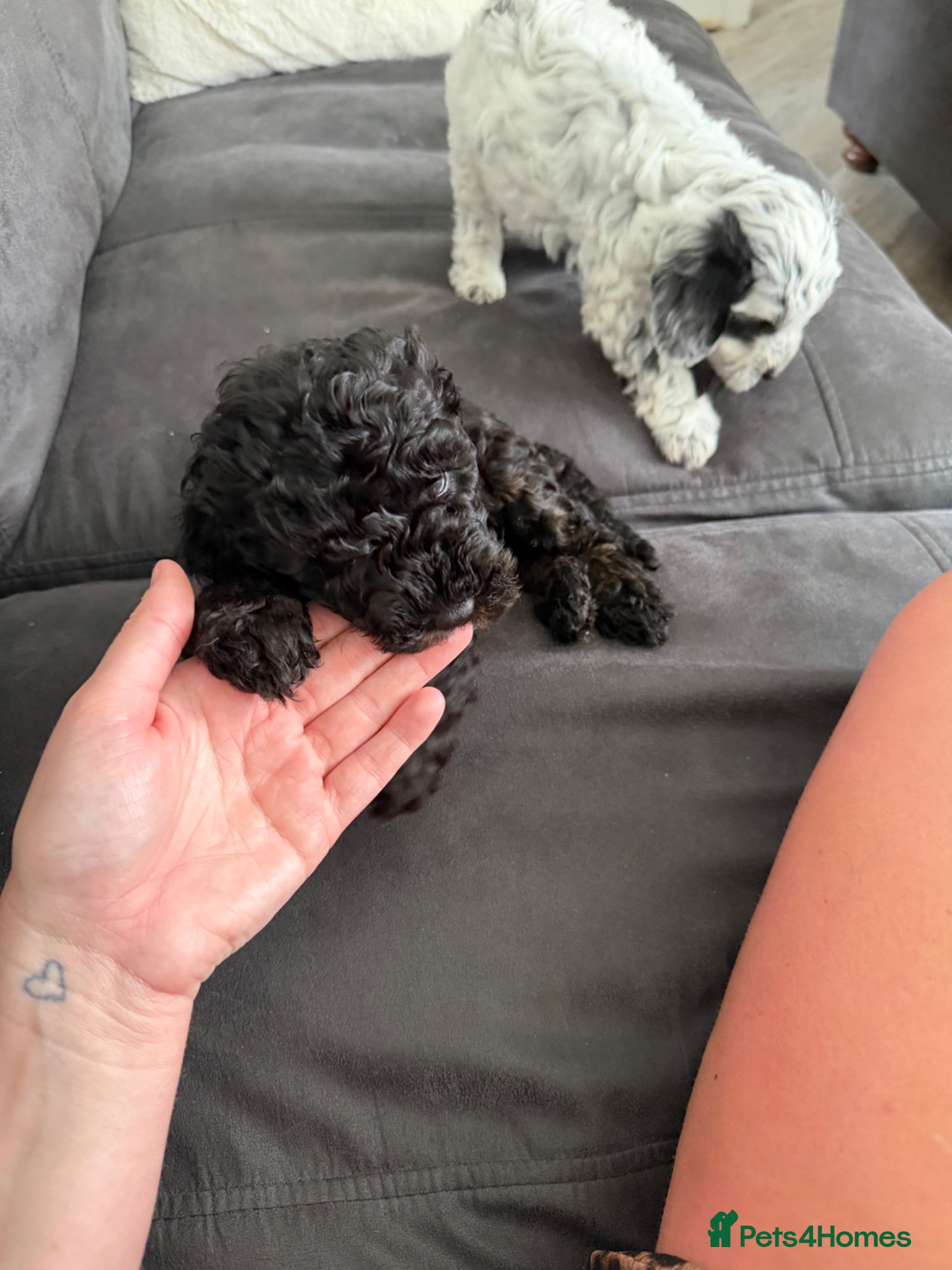Mixed Breed dogs for sale: Jackapoo Puppies - Advert 3