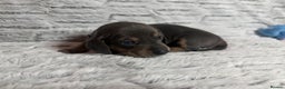 Dachshund dogs for sale: 6 Absolutely stunning dachshund  puppies for sale - Advert 5