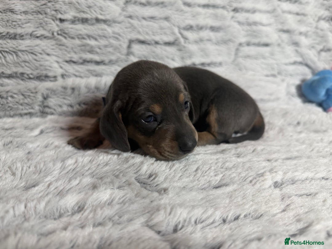 Dachshund dogs for sale: 6 Absolutely stunning dachshund  puppies for sale - Advert 5