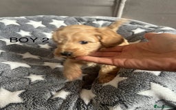 Cockapoo dogs for sale: Beautiful litter of tiny chunky Cockapoo puppies  - Image 10
