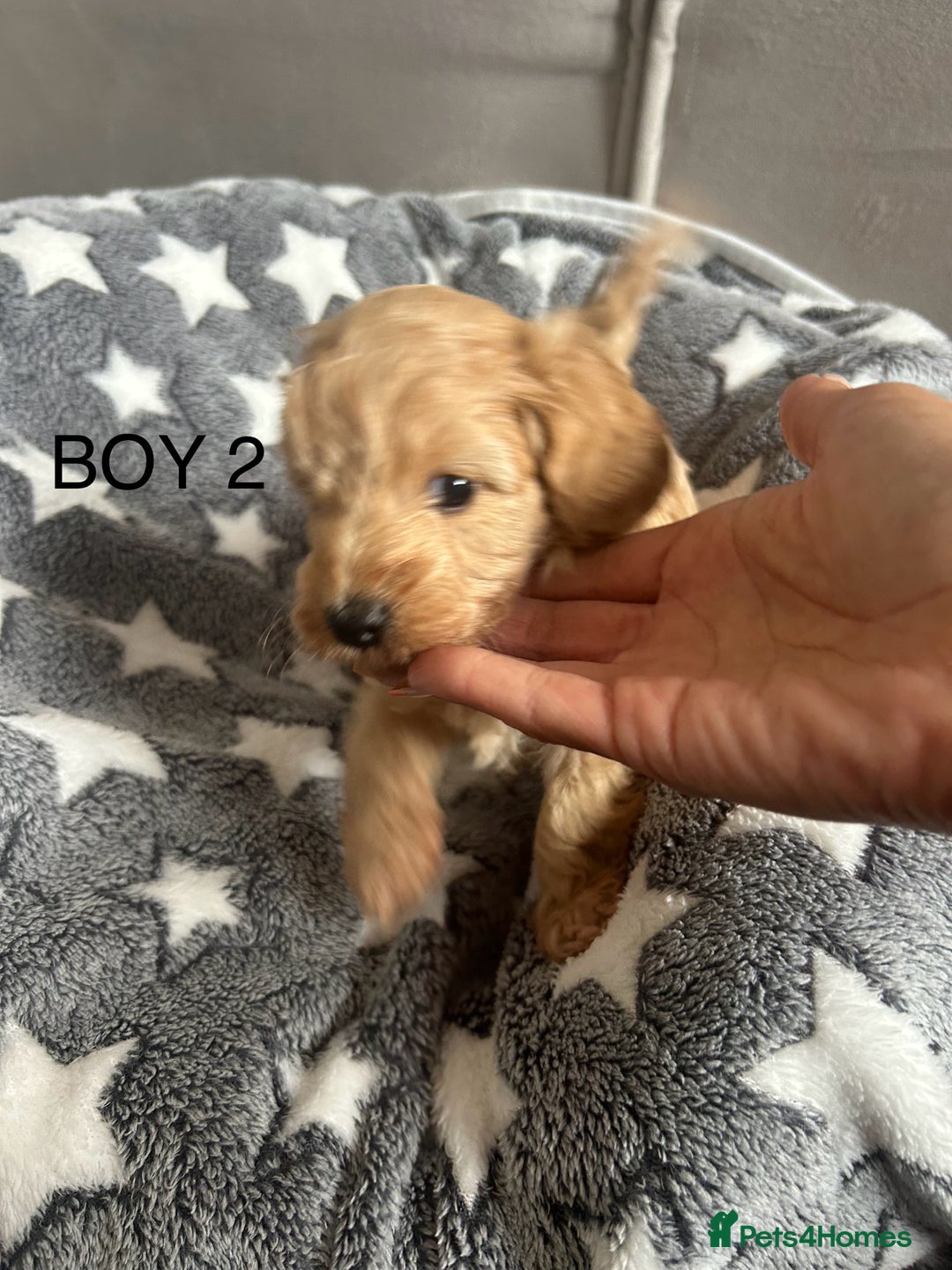 Cockapoo dogs for sale: Beautiful litter of tiny chunky Cockapoo puppies  - Image 10