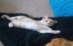 Mixed Breed cats for sale: White and beige kitten - Image 3