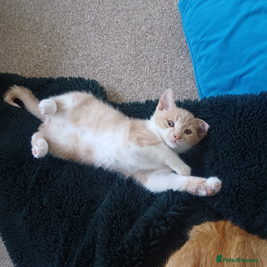 Mixed Breed cats for sale: White and beige kitten - Image 3