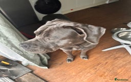 Cane Corso dogs for sale: Cane corso blue boy  - Image 3
