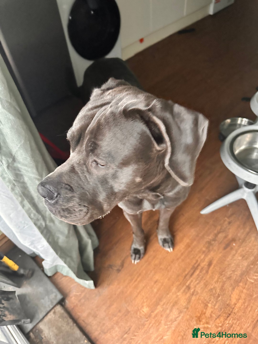 Cane Corso dogs for sale: Cane corso blue boy  - Image 3