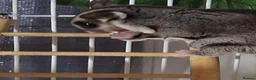 Sugar Glider rodents for sale: 2 brother sugsr gliders  - Advert 3