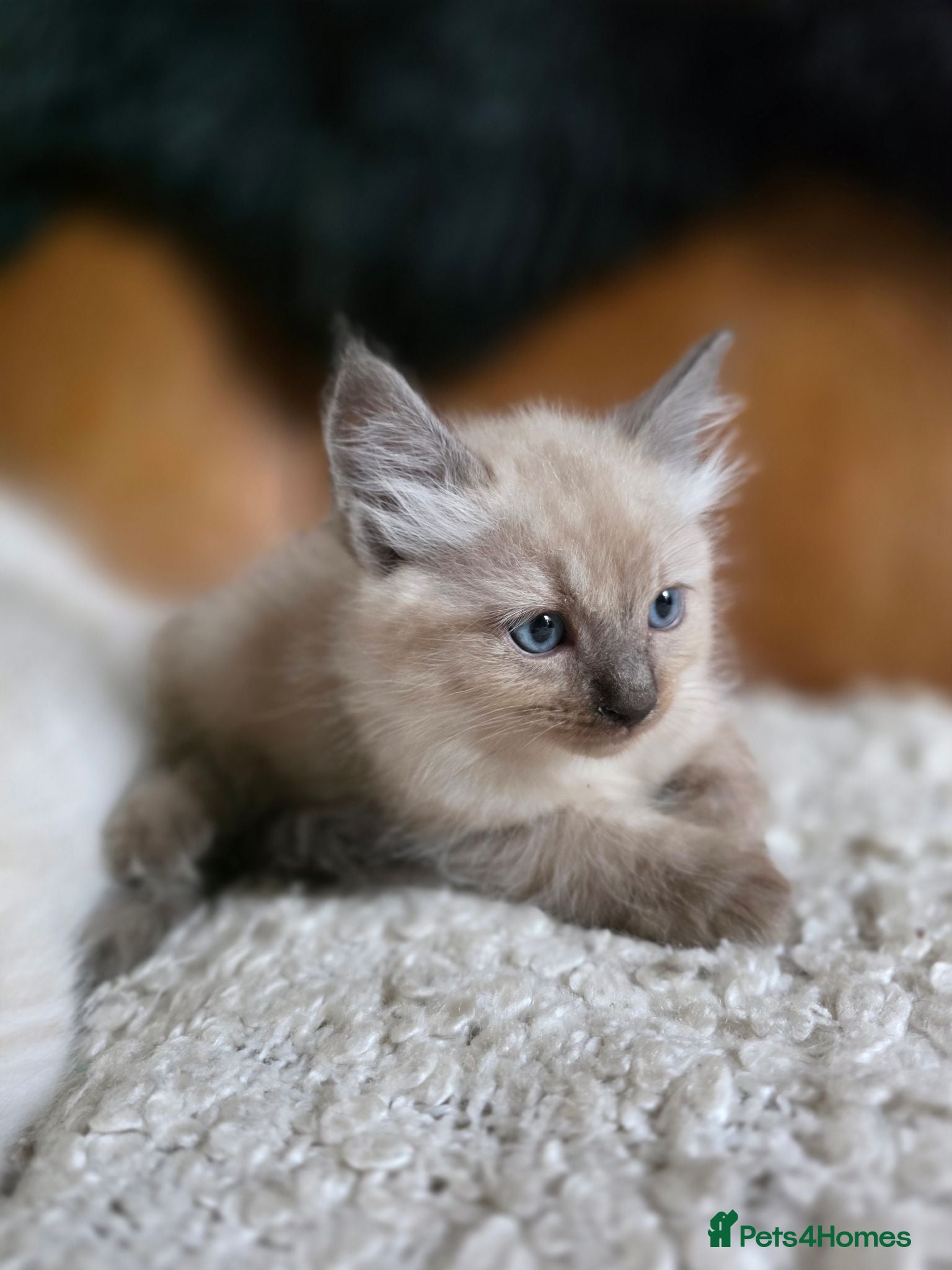 Ragdoll cats Beautifull Ragdoll Kittens - Ready Now! - Advert 12