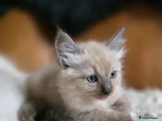 Ragdoll cats Beautifull Ragdoll Kittens - Ready Now! - Advert 12