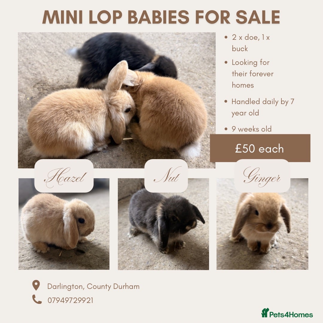 Mini Lop rabbits Mini lop babies for sale - Advert 17