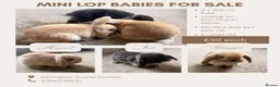 Mini Lop rabbits for sale: Mini lop babies for sale - Advert 1