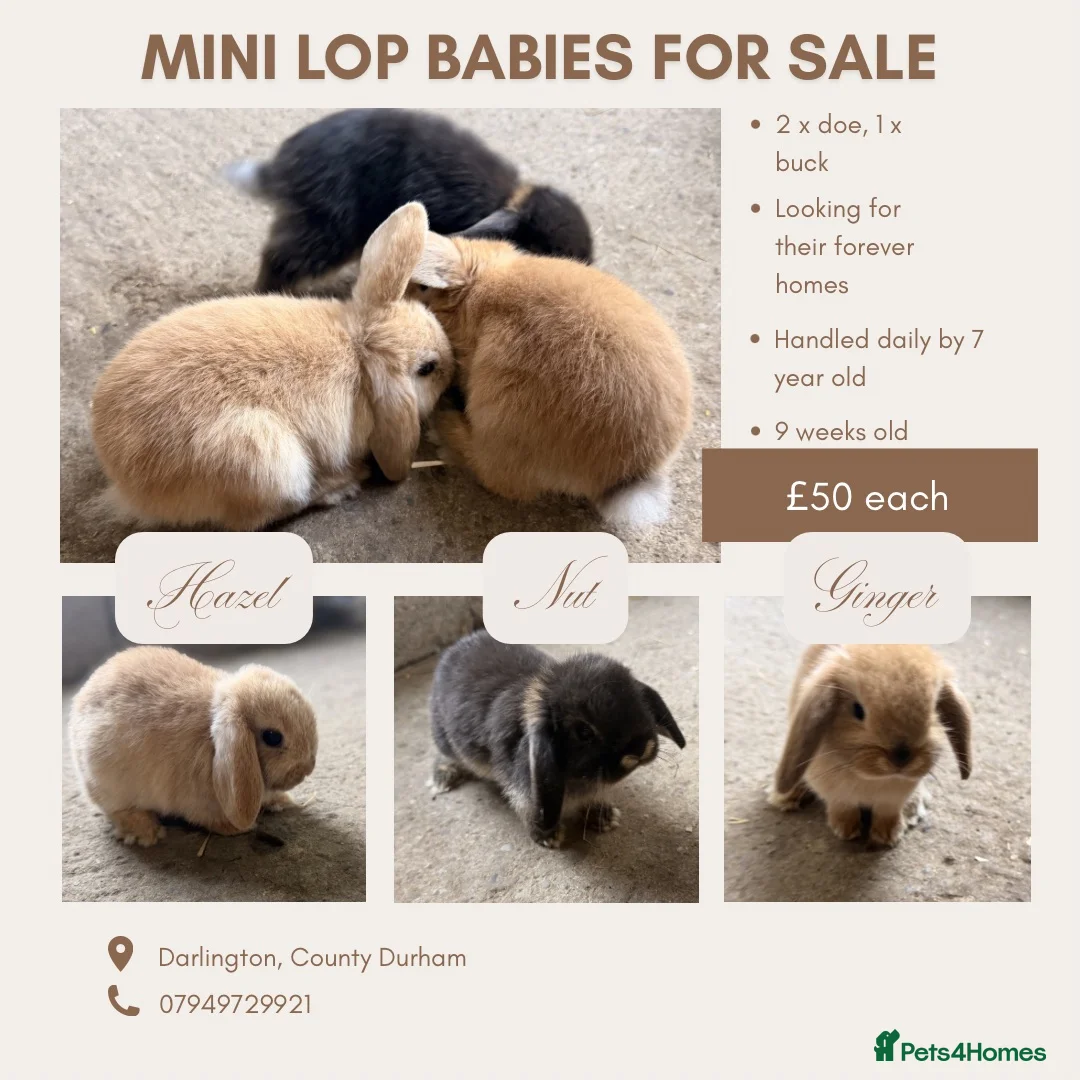 Mini Lop rabbits for sale: Mini lop babies for sale - Advert 1