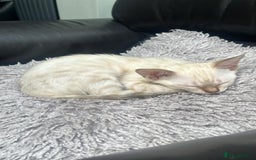 Bengal cats for sale: Snow lynx bengal male  - Image 1