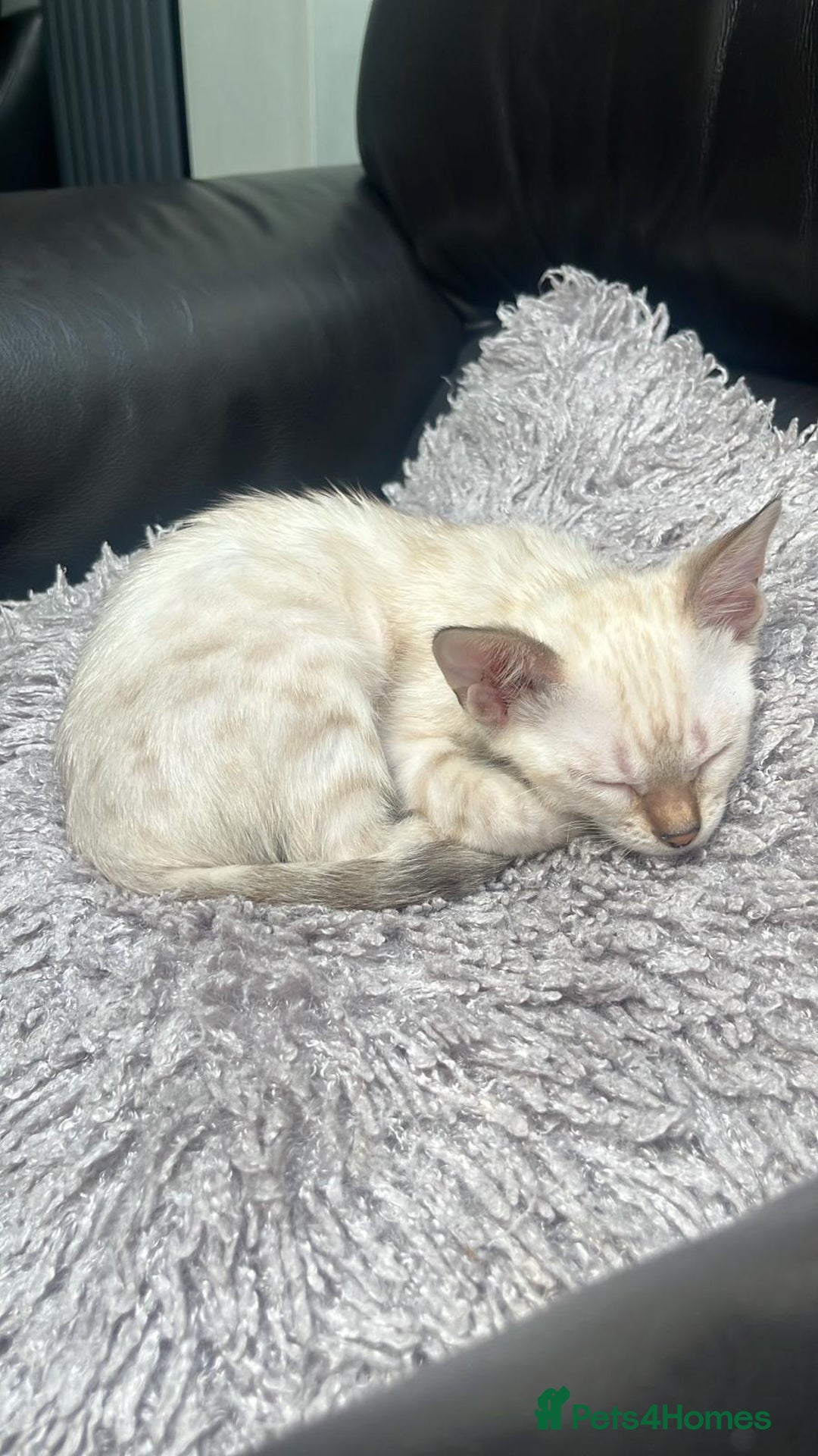 Bengal cats for sale: Snow lynx bengal male  - Image 1