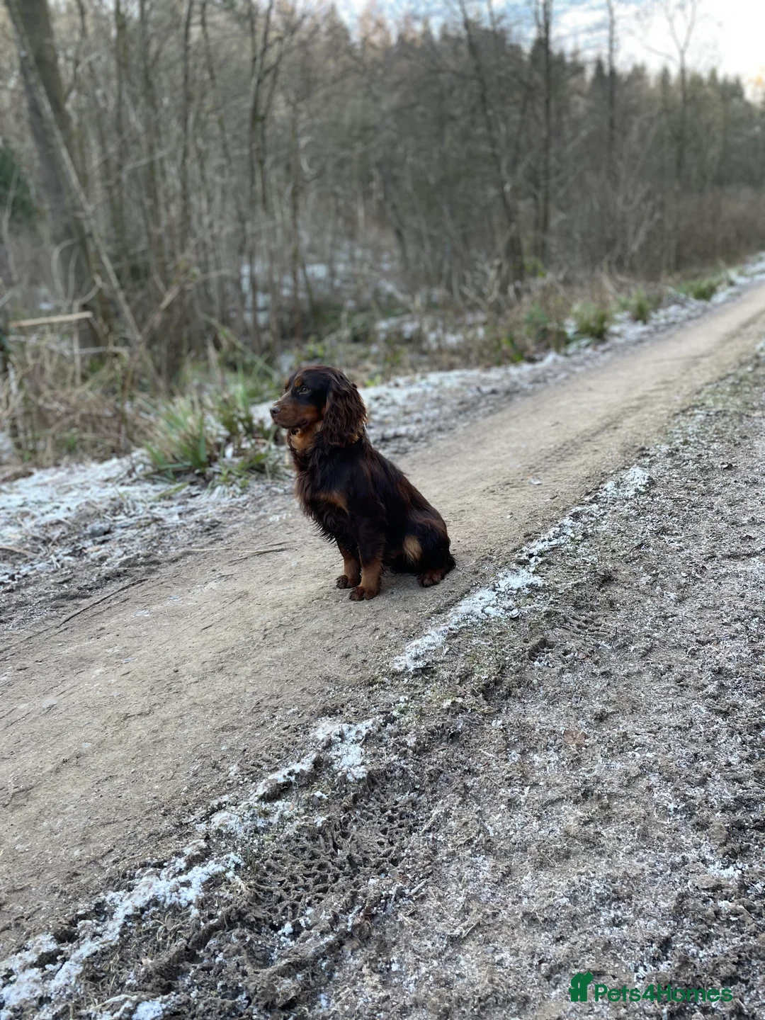 Cocker Spaniel dogs for stud: Small Health Tested KC liver and tan Cocker Stud in Harrogate - Advert 7