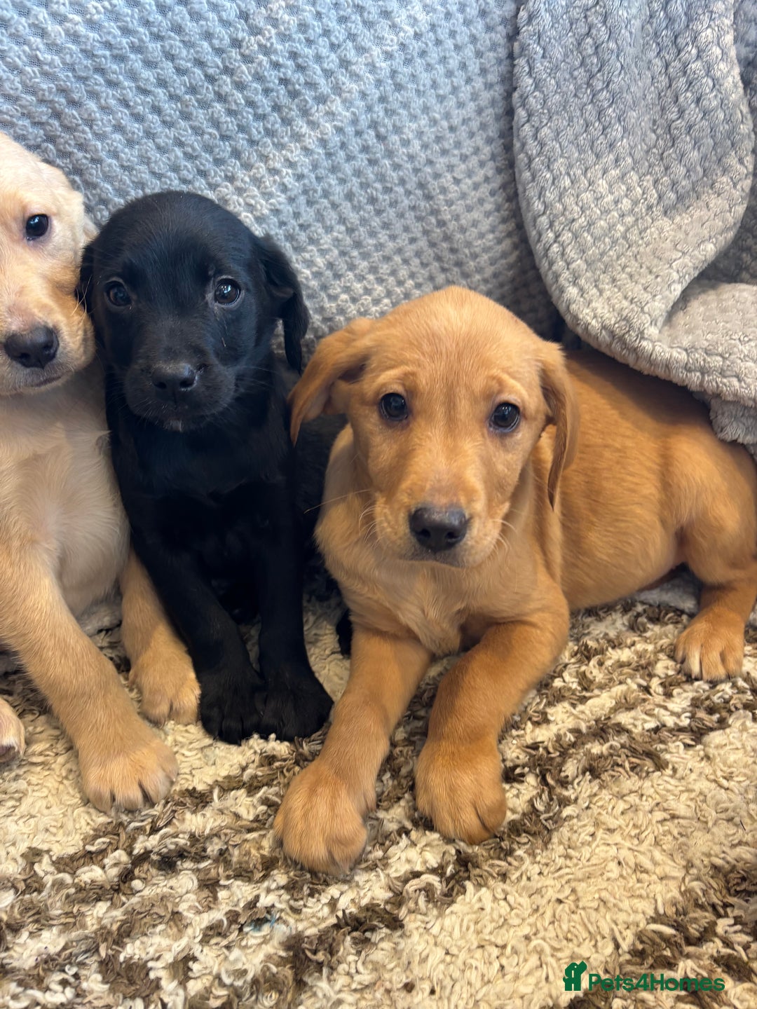 Labrador Retriever dogs for sale: Mixed Litter of Labrador Retriever Puppies - Advert 15