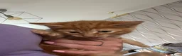 Mixed Breed cats for sale: Mixed breed ginger boys - Advert 6